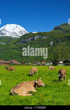 Il pascolo di bestiame su una soleggiata mattina di primavera nei pressi del villaggio di Meiringen, Oberbland bernese, il cantone di Berna, Svizzera. Foto Stock