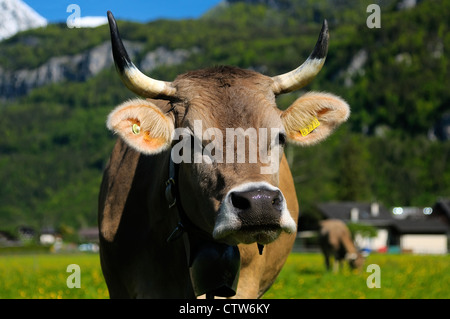 Il pascolo di bestiame su una soleggiata mattina di primavera nei pressi del villaggio di Meiringen, Oberbland bernese, il cantone di Berna, Svizzera. Foto Stock