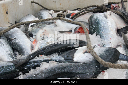 Un carrello pieno di salmone rosso in Alaska. Foto Stock