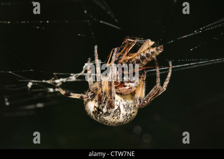 Un solco orb-weaver spider (Larinioides cornutus) con freschi pescati in preda (assomiglia a un ladro-fly) a Crossness Riserva Naturale Foto Stock