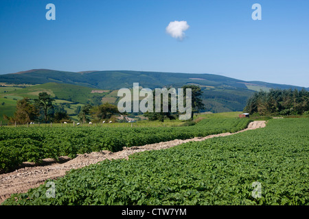 Campo di patate con Radnor Forest Hills in background nei pressi di Knighton Powys Wales UK Foto Stock
