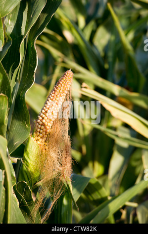 Raccolti di granoturco stanno fallendo nel continuo le condizioni di siccità in Leoti, Kansas, Stati Uniti d'America. Foto Stock