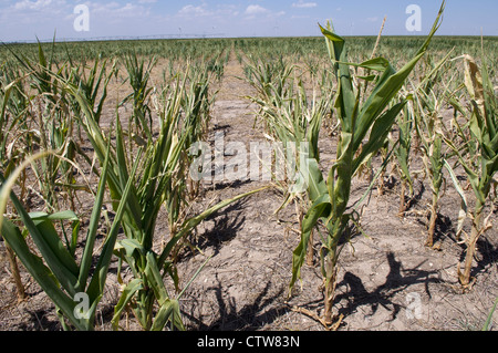 Raccolti di granoturco stanno fallendo nel continuo le condizioni di siccità in Modoc, Kansas. Foto Stock