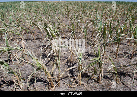 Raccolti di granoturco stanno fallendo nel continuo le condizioni di siccità in Modoc, Kansas. Foto Stock