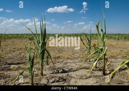 Asta Berning non riuscita del raccolto di mais in Modoc, Kansas. Gli stocchi dovrebbero sono cresciute di circa sei metri di altezza da questo momento in luglio. Foto Stock