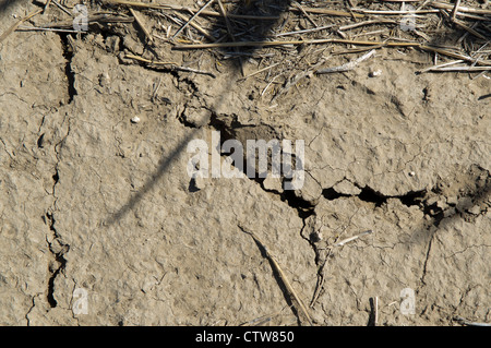 Secco, incrinato campo di mais in Modoc, Kansas. Foto Stock