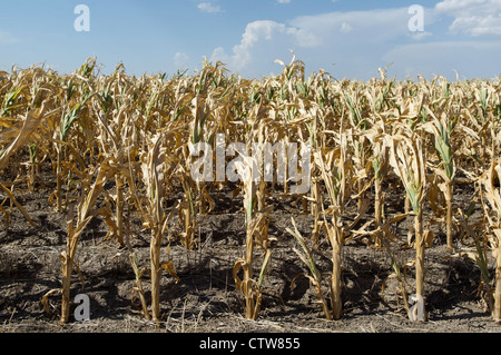 Alcuni raccolti di granoturco in Kansas hanno fallito completamente nel corso di questo anno la siccità. Foto Stock