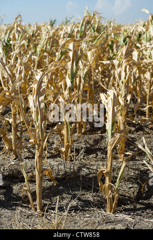 Alcuni raccolti di granoturco in Kansas hanno fallito completamente nel corso di questo anno la siccità. Foto Stock
