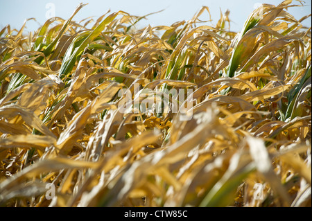 Alcuni raccolti di granoturco in Kansas hanno fallito completamente nel corso di questo anno la siccità. Foto Stock