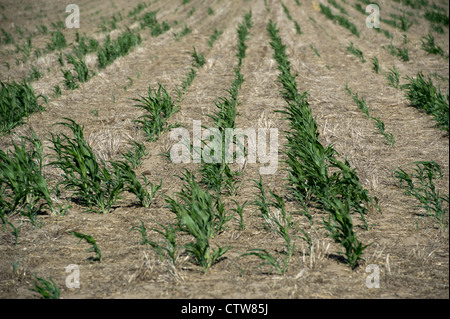 Milo, un grano di sorgo, non è riuscita a crescere nel corso di questo anno la siccità in Kansas. Foto Stock