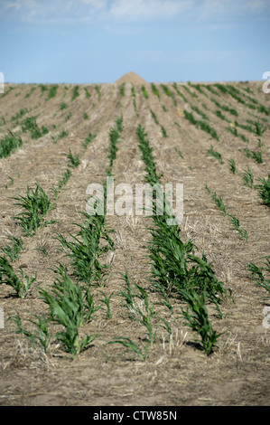 Milo, un grano di sorgo, non è riuscita a crescere nel corso di questo anno la siccità in Kansas. Foto Stock