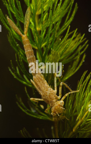 Una larva di blue-tailed damselfly (Ischnura elegans) aggrappati a lenticchia d'acqua al Wat Tyler Country Park, Basildon, Essex Foto Stock