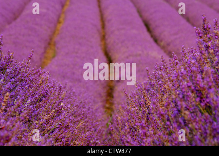 In mezzo ad un campo di lavanda, vicino Shoreham, Kent Foto Stock