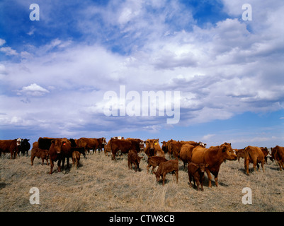 Allevamento di rosso e ANGUS HEREFORD incroci Vacche e vitelli nella primavera del pascolo / nevada Foto Stock