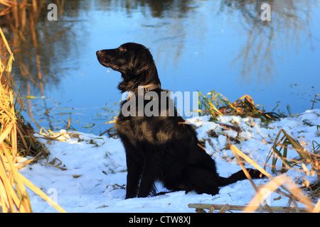 Flatcoat retriever Foto Stock