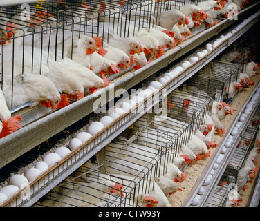 Casa di strato con 22 settimane vecchio DEKALB galline scuro / PENNSYLVANIA Foto Stock