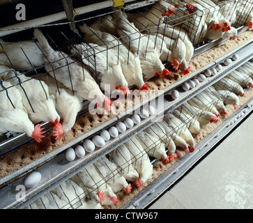 Casa di strato con 22 settimane vecchio DEKALB galline scuro / PENNSYLVANIA Foto Stock