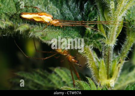 Due tratto comune ragni (Tetragnatha extensa) su entrambi i lati di un Ortica foglie a RSPB Minsmere, Suffolk. Maggio. Foto Stock