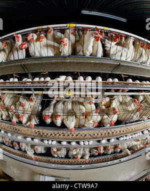 Casa di strato con 22 settimane vecchio DEKALB galline scuro / PENNSYLVANIA Foto Stock