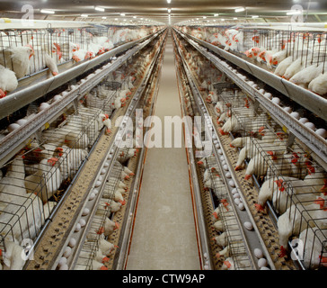 Casa di strato con 22 settimane vecchio DEKALB galline scuro / PENNSYLVANIA Foto Stock