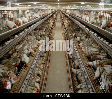 Casa di strato con 22 settimane vecchio DEKALB galline scuro / PENNSYLVANIA Foto Stock