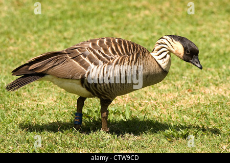 Elk284-7666 Hawaii, Kauai, nene, uccello di stato hawaiano, Kilauea Lighthouse, oca selvatica Foto Stock