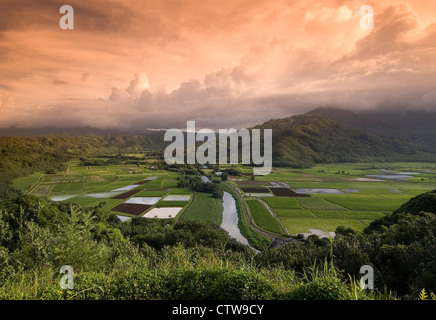 Elk284-7683 Hawaii, Kauai, Valle di Hanalei si affacciano, taro i campi riportati di seguito Foto Stock