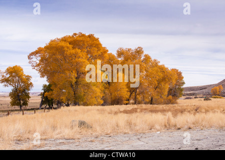 Colore di autunno lungo la panoramica strada statale US 287 nel Wyoming centrale. Foto Stock