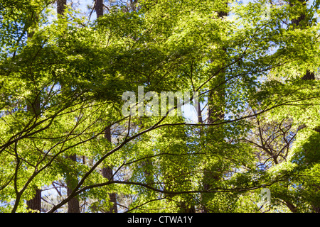 Luce che splende attraverso foglie verdi sugli alberi nel giardino Azalea Overlook a Callaway Gardens a Pine Mountain, Georgia. Foto Stock