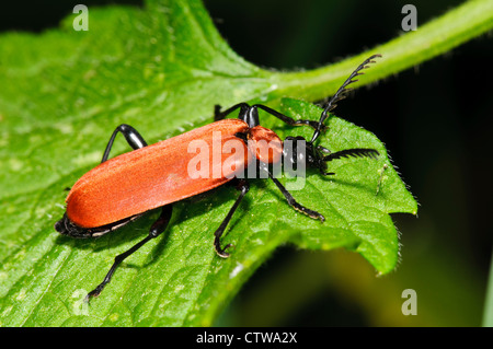 Un black-guidato il cardinale beetle (Pyrochroa coccinea) arroccato su una foglia a Goring-on-Thames, south Oxfordshire. Maggio. Foto Stock