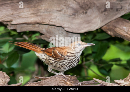 Brown Thrasher, Toxostoma rufum, nell'habitat naturale di cortile a McLeansville, Carolina del Nord. Foto Stock