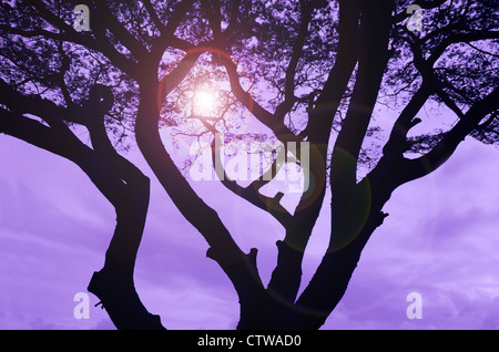 Silhouette ad albero oltre il tramonto spettacolare, bella misterioso sfondo viola, romantico , Foto Stock