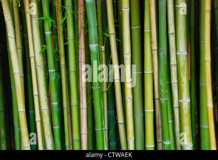 Live bambù verde tronchi di alberi Foto Stock