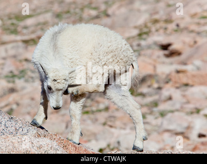 Un bambino capre di montagna graffi il suo orecchio. Foto Stock