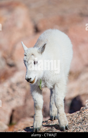 Un ritratto di un bambino capre di montagna Foto Stock