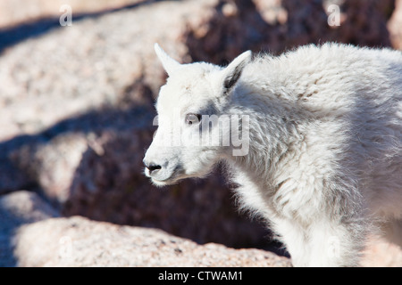 Un ritratto di un bambino capre di montagna Foto Stock