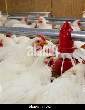 HUBBARD Cross Brace, 8 SETTIMANE / PENNSYLVANIA Foto Stock