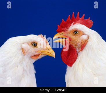 HUBBARD Cross Brace, 8 settimane di età (PULLET/galletto) Foto Stock