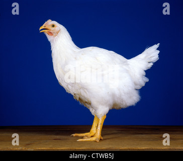 HUBBARD CROSS BROILER, 8 settimane vecchio PULLET / PENNSYLVANIA Foto Stock