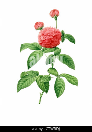 Illustrazione di rosa gallica agatha delphiniana, figlio di Francia rose Foto Stock