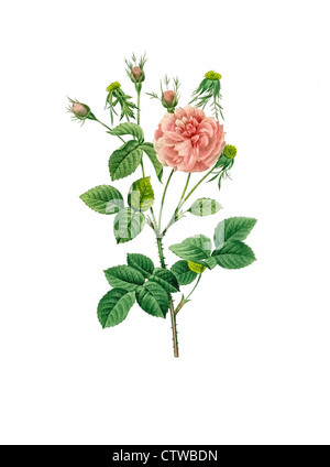 Illustrazione di rosa gallica agatha incarnata, Rose de provence blanche Foto Stock