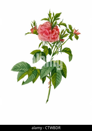 Illustrazione di rosa gallica agatha prolifera, proliferous Agatha Foto Stock