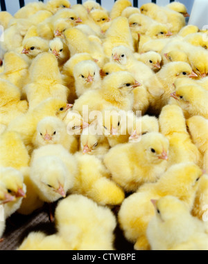 Un giorno i pulcini broiler Foto Stock