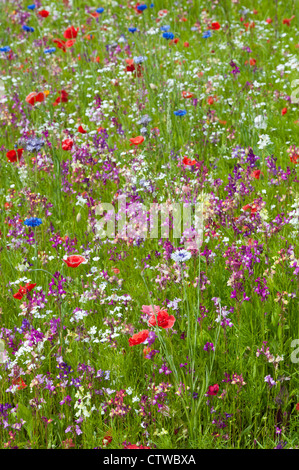 Inglese colorato giardino di fiori selvaggi Foto Stock