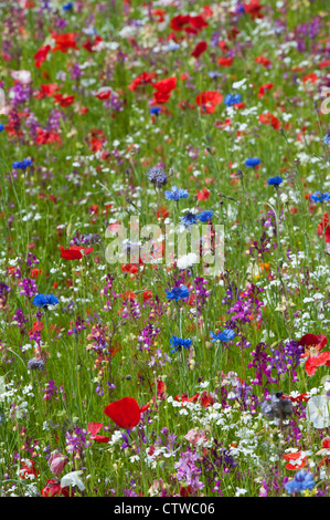 Inglese colorato giardino di fiori selvaggi Foto Stock