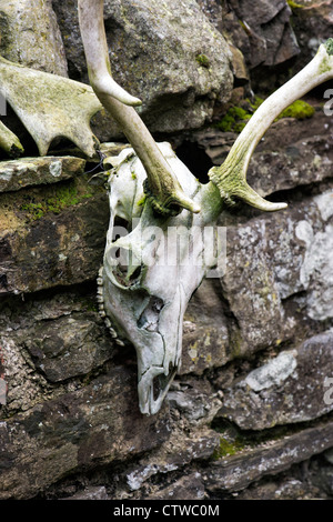 Cranio di cervo appeso ad un muro di pietra Foto Stock