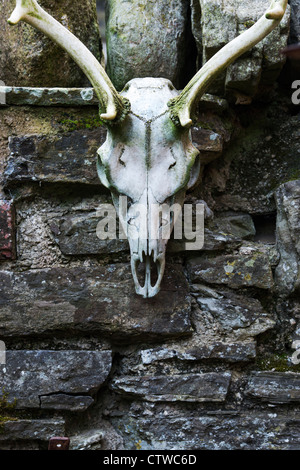 Cranio di cervo appeso ad un muro di pietra Foto Stock
