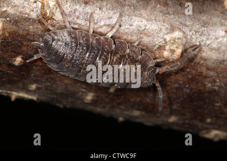 Woodlouse in stretta verso l'alto. Foto Stock