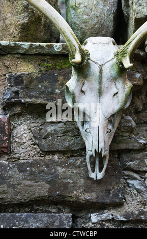 Cranio di cervo appeso ad un muro di pietra Foto Stock