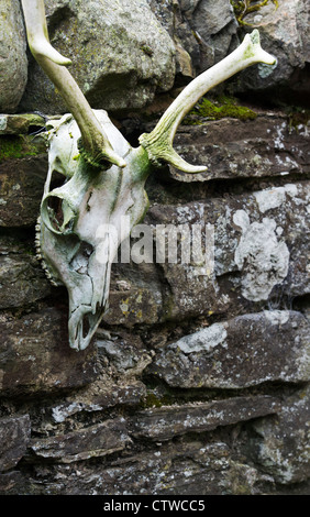 Cranio di cervo appeso ad un muro di pietra Foto Stock